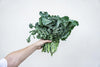 Why we recommend Kale