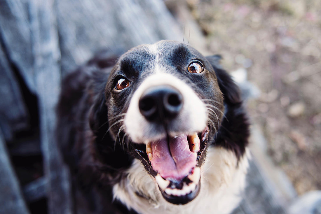 How can we keep our dogs cool?