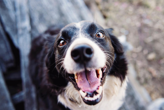 How can we keep our dogs cool?