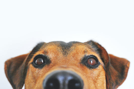Is it an allergy or Malassezia?