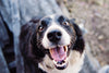 How can we keep our dogs cool?