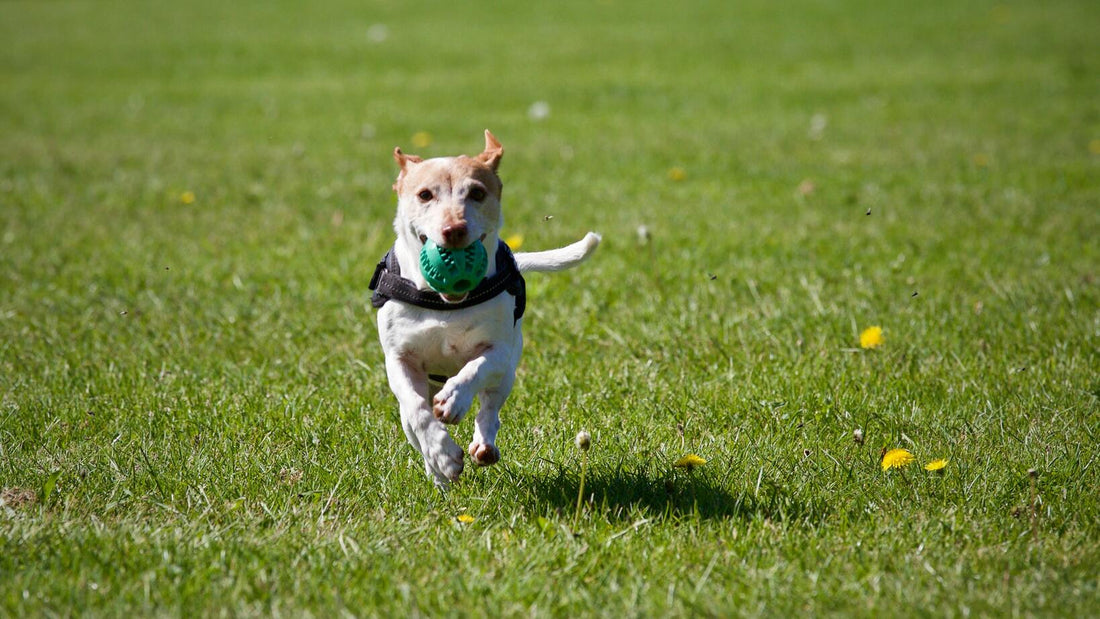 Bupa Pet insurance review’s Woofing Wonders