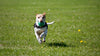 Bupa Pet insurance review’s Woofing Wonders