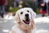 Is my dog gluten intolerant?