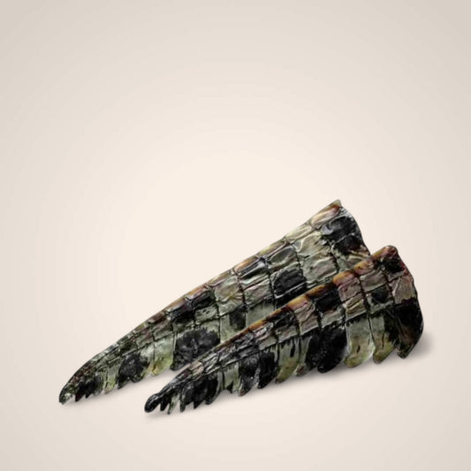 Crocodile Tail Tips