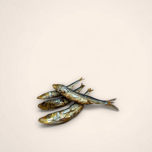 Sardines